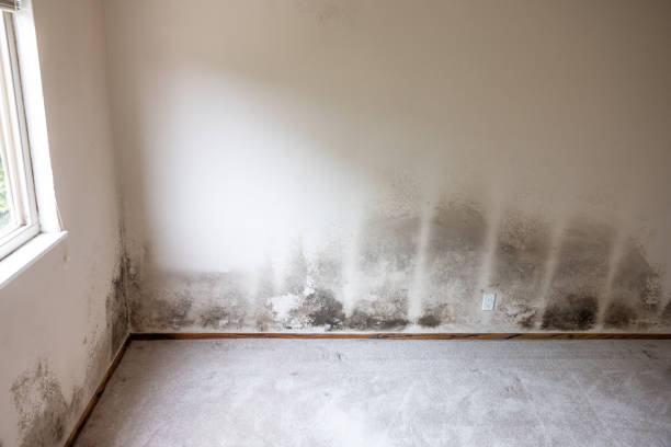 Mold Remediation for Rental Properties in Earlham, IA